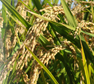 稲穂
